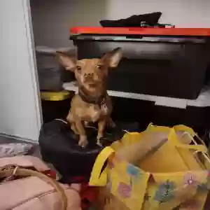 lost male dog pumpkin