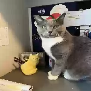 lost female cat lindy (answers to woozie)