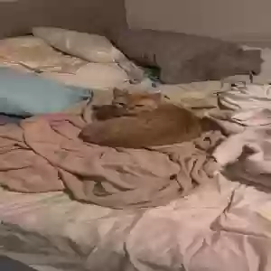 lost female cat minerva taylor