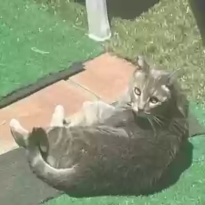 lost female cat sylvie