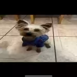 lost male dog oreo