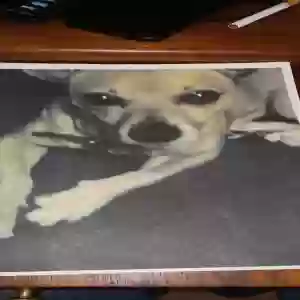 lost female dog bandit