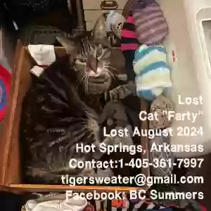 lost unknown cat farty almodovar