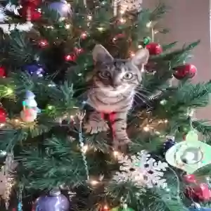 lost female cat daisy