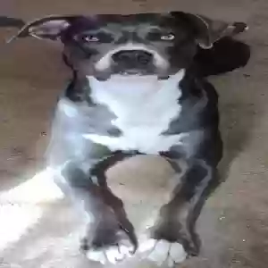 lost female dog lucy