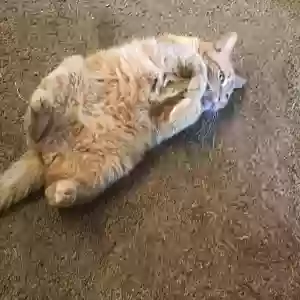lost male cat loki