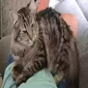 lost male cat kelley