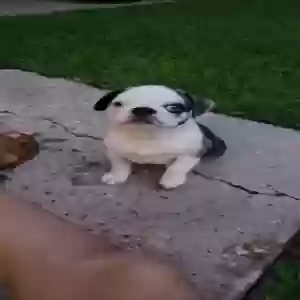 lost male dog cookie