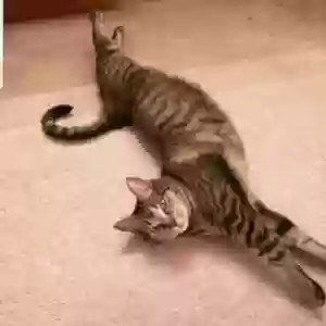 lost female cat sammi