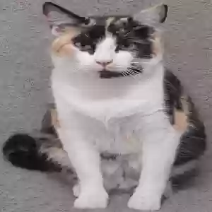 lost female cat billie