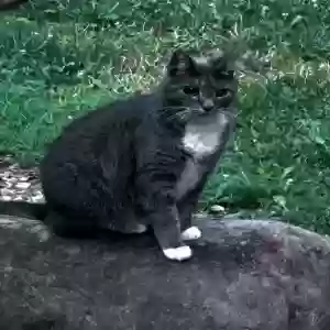 lost female cat carla
