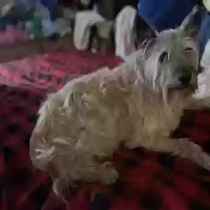 lost male dog bradley