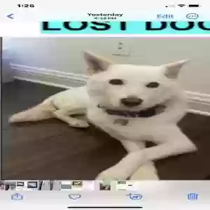 lost female dog luna