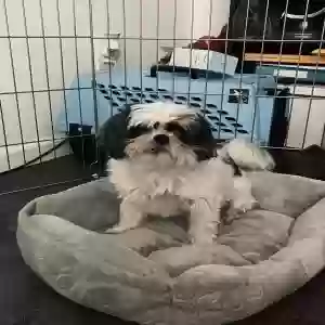 lost male dog rocky
