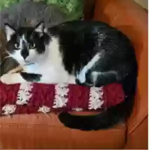lost male cat kona