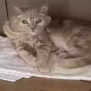 lost male cat mr. mitts