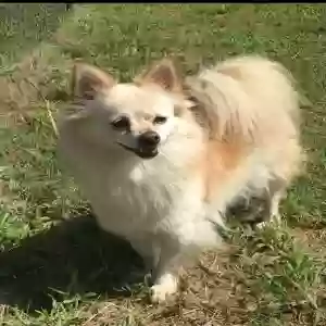 lost female dog gracie
