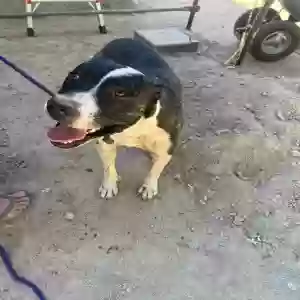found unknown dog unknown