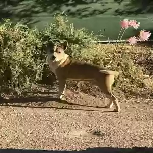 found unknown dog unknown