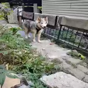 found male dog unknown