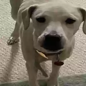 found male dog unknown