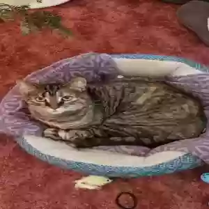 lost female cat frankie