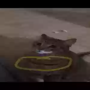 lost female cat catra