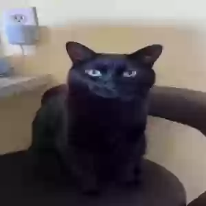 lost female cat sweetie