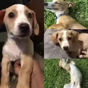 lost male dog ace