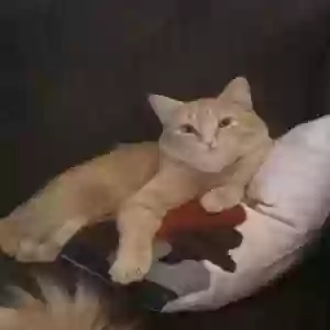 lost male cat toby