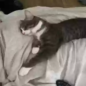 lost male cat toby