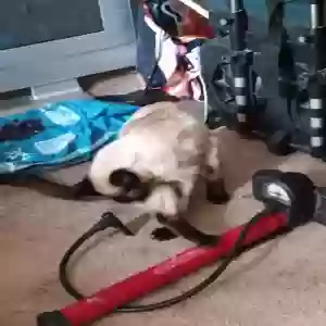 lost male cat junior