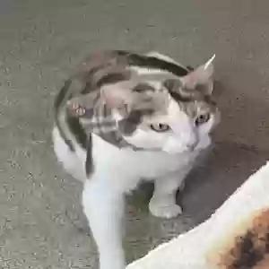 lost female cat callie