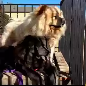 lost male dog jupiter & luna