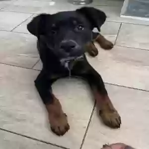 lost male dog rocky