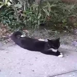 found female cat unknown