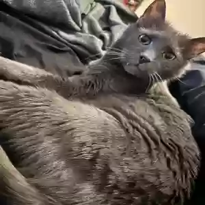 lost male cat junior