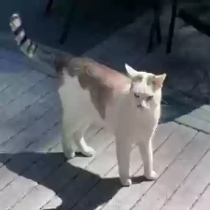 lost male cat apollo