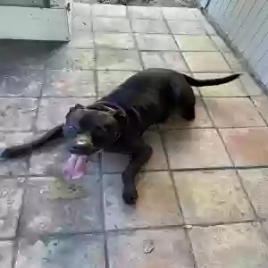 found male dog unknown
