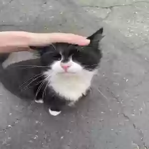 lost male cat rat
