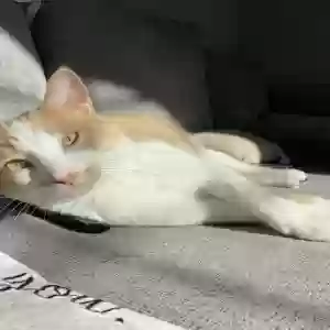 lost male cat isaiah thompson