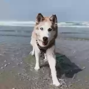 lost female dog kimahri