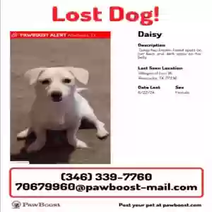 lost female dog daisy