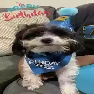 lost male dog telly