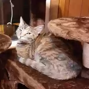 lost female cat julia