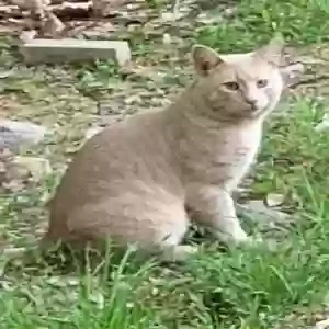 lost male cat figgy