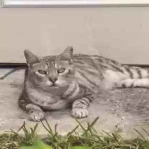 lost male cat earl