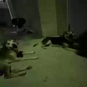 found unknown dog unknown
