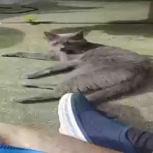 lost female cat don't have one