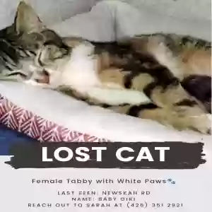 lost female cat babygirl